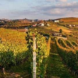 Excursion vignobles du Barolo depuis Milan, cave et dégustation