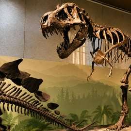 Milano: Biglietto di ingresso al Museo di Storia Naturale e audioguida