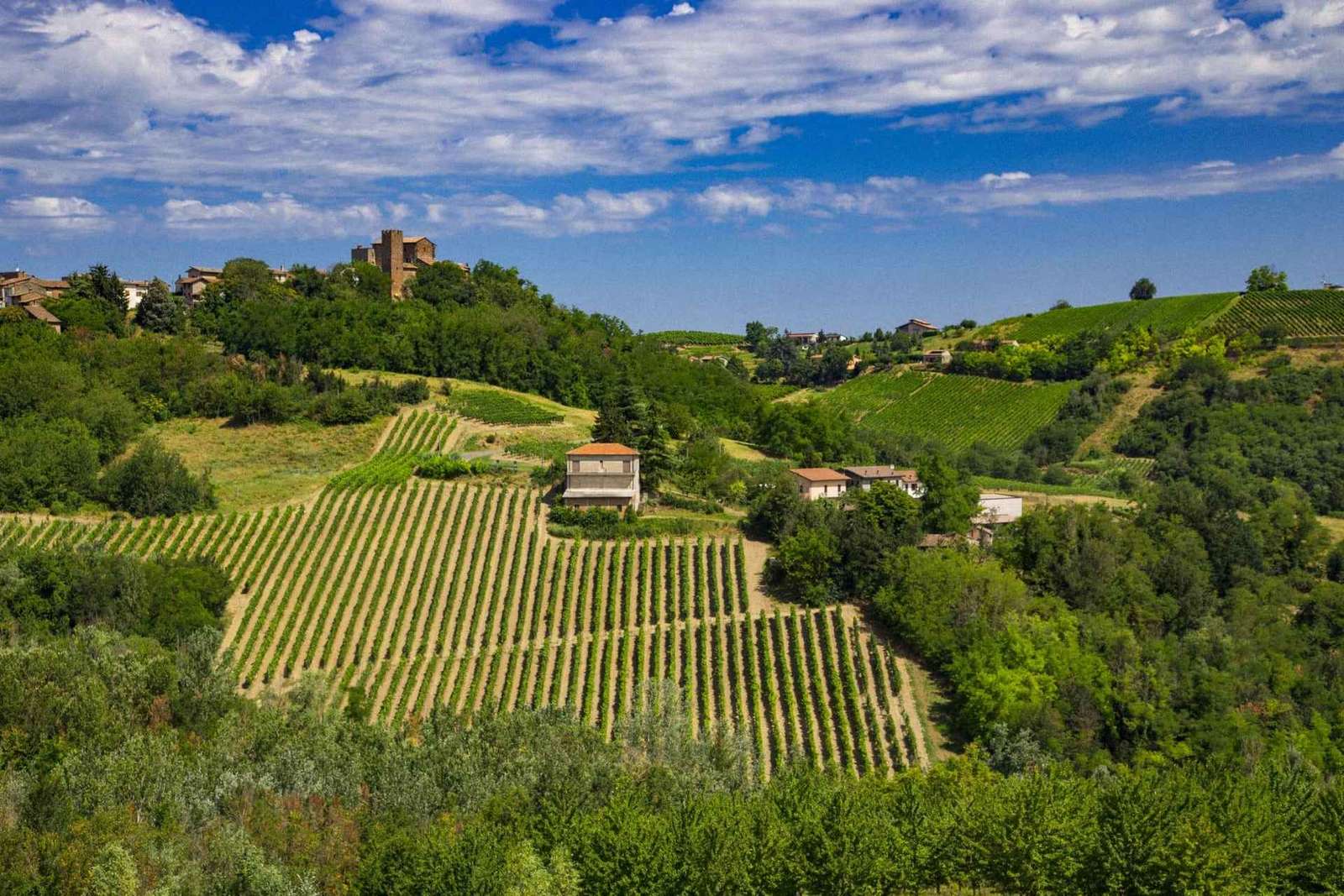 Oltrepò Pavese Wine Tasting from Milan with Vineyard Lunch
