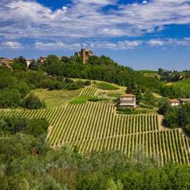 Oltrepò Pavese Wine Tasting from Milan with Vineyard Lunch