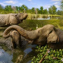 Milano: Biglietto di ingresso al Museo di Storia Naturale e audioguida
